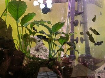 Black molly, Poecilia sphenops, Molynézie čierne