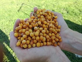 Rakytnikove mrazene bobule 1 kg 8 eur