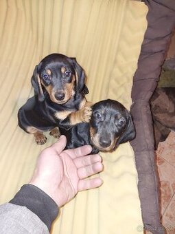 Jazvecik kratkosrsty