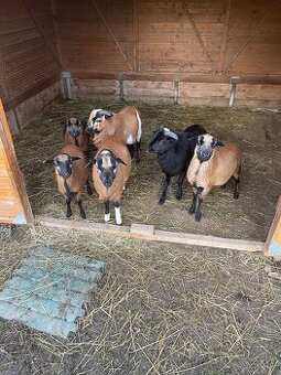 Kamerunské jahnatá