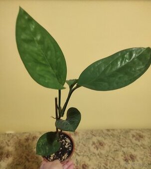 MONSTERA PINNATIPARTITA