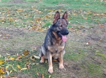 Nemecký Ovčiak  fena