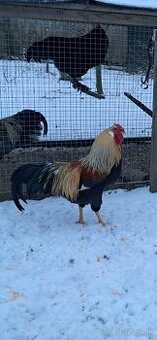 Maranska a vlaška oranžovokrká