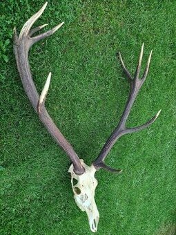 Trofej trofeje parohy parožie zhody...