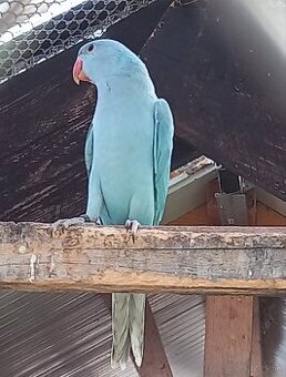 Vymením alexander maly modry za párik neofema tyrkysova