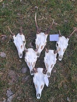 Trofeje danielov,  parohy, parozie