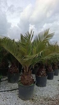 Stredomorské rastliny a palmy