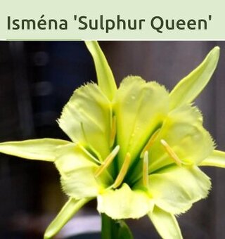 Nana atom, Pávia orchidea, ismena - 1