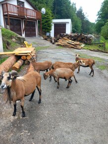 Kamerunské ovce, baran, kamerunský baran