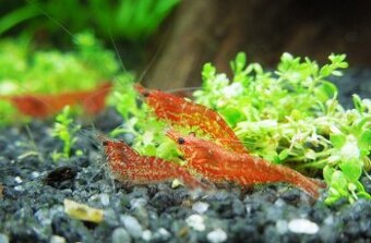 Krevetky red cherry