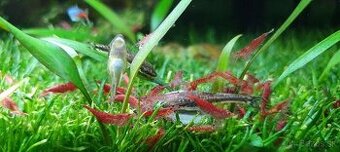 Krevetky red cherry