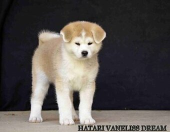 AKITA INU