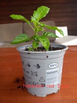 Chili habanero red sadenice