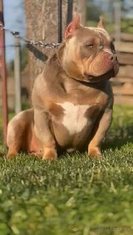 American Bully