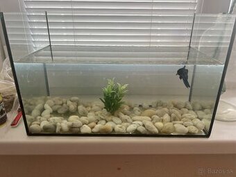 Rybicka bojovnica s akvariom