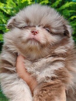 Pomeranian s PP