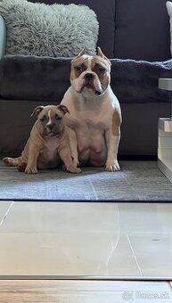American Bully pocket - 1