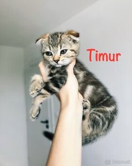 Rozkošné mačiatka pripravené do nových domovov