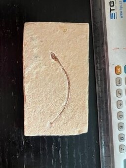 Fosília, skamenelina, rybka - inzerát č.6 Libanon