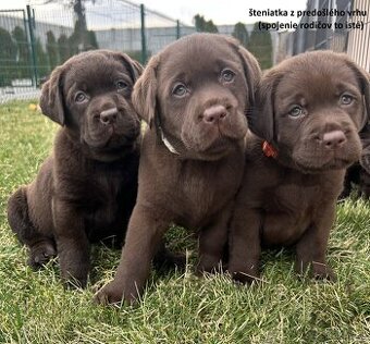 Labrador – čokoládové šteniatka s PP