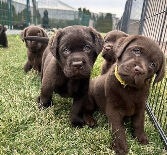 Labrador – čokoládové šteniatka s PP
