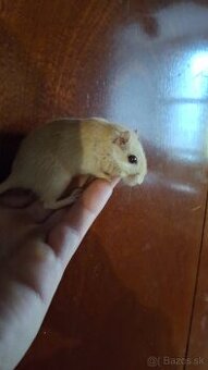 Samička pieskomyla mongolskeho - 1