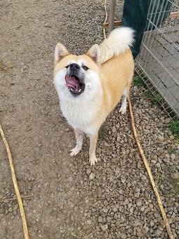Akita inu