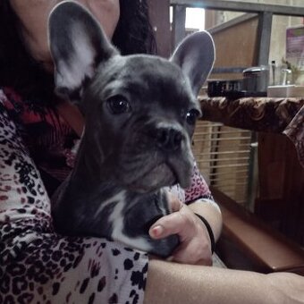 Francúzky buldoček