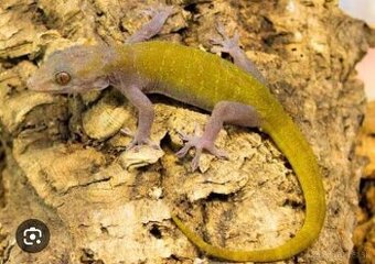 Golden gecko - gekko ulikovskii