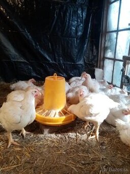 Predám očistené domáce kurence