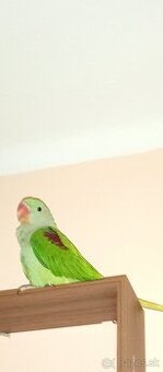 Beriem rezervácie na ručne dokrmene Alexandre veľké zelené