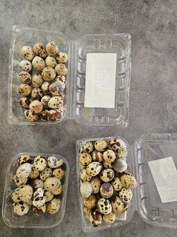 Prepeličie vajíčka