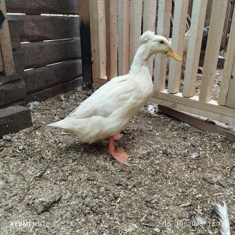 Predám kačku ib a hol