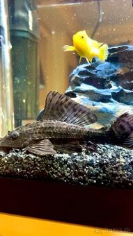 Prisavnik velkoplutvy