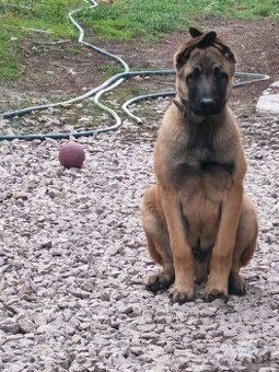 Predam belgický ovčiak malinois