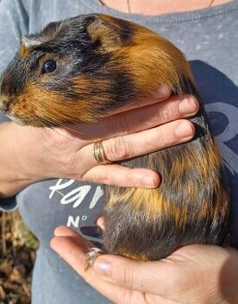 Morča, morské prasiatko,svinka