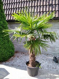 Mrazuvzdorne palmy Trachycarpus Fortunei na predaj