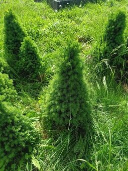 Okrasný stromček conica picea glauca