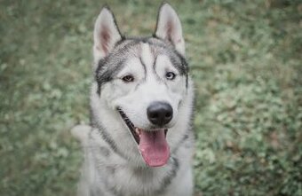 Darujeme Sibírskeho huskyho