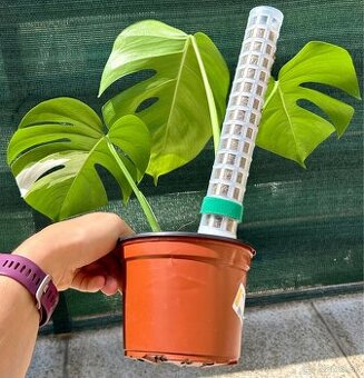 Monstera albo variegata revert
