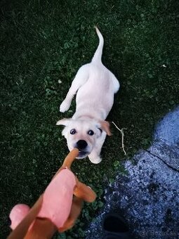 Zlatý retriever