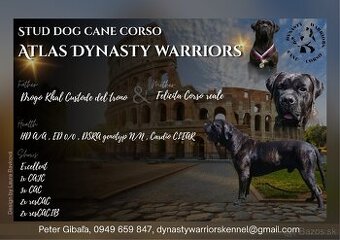 Dynasty Warriors