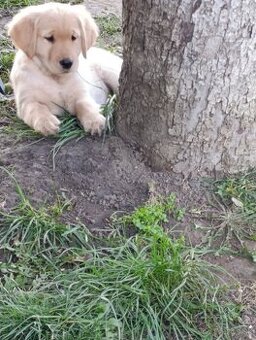 Šteniatka zlatý retriever