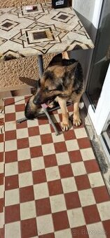 Darujem nemeckèho ovčiaka