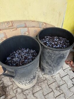 Predám slivky na kvas