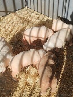 Stredoazijsky ovčiak