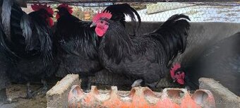 Kohúty, australorp a mix