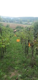 Dám do prenájmu - Vinicu - 1