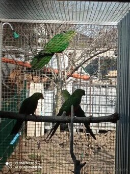 Papagáj královský