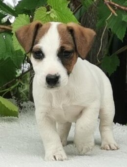 Jack Russel Terier